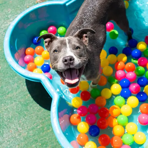 Happy pitbull playing in pool